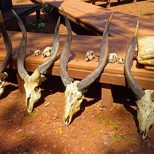 Bongo skulls hunting in Congo