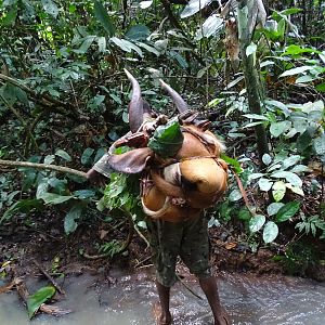 Hunting Bongo in Congo