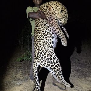 Zimbabwe Leopard Hunt