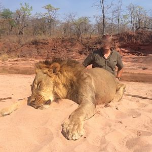 Lion Hunt Zimbabwe