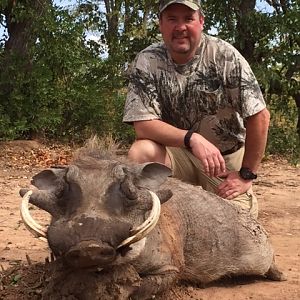 Hunting Warthog Zimbabwe