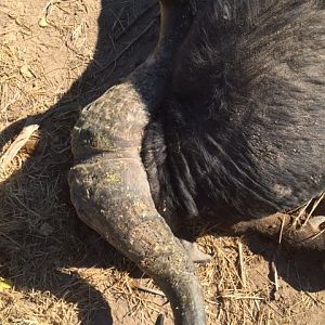 Buffalo Hunting Zimbabawe