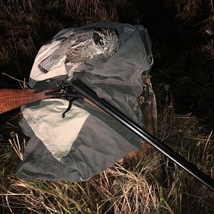 Ruffed Grouse - 1886 Army & Navy Underlever SxS