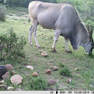 Cape Eland