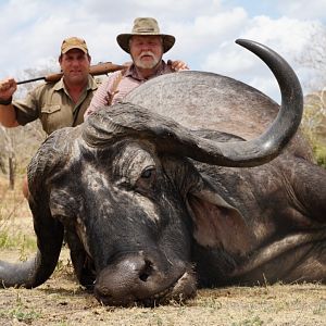 Great Old Dagga Boy Selous Game Reserve Tanzania