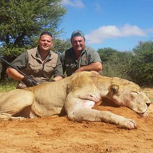 Lioness Hunt South Africa