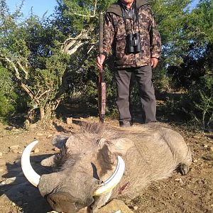 Warthog Hunting South Africa