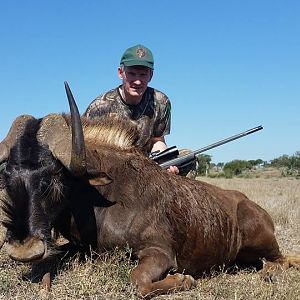 Black Wildebeest Hunt South Africa