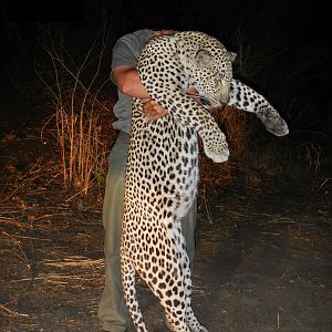 Big Tom Cat Kigosi Central Leopard Hunt