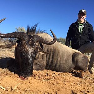 Blue Wildebeest Hunting in South Africa