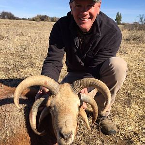 Hunting 4 Horn Sheep in South Africa