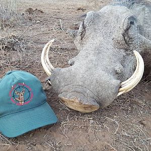 Hunting Warthog in South Africa