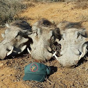 Hunting Warthog in South Africa