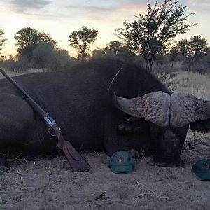 Hunting Cape Buffalo in South Africa