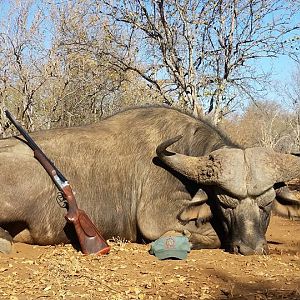 Hunting Buffalo in South Africa