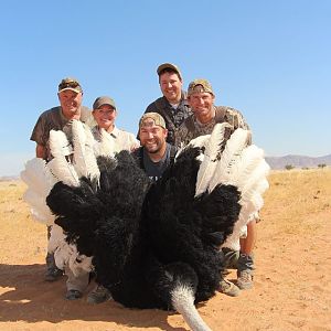 Hunting Ostrich Namibia