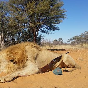 Lion Hunting South Africa