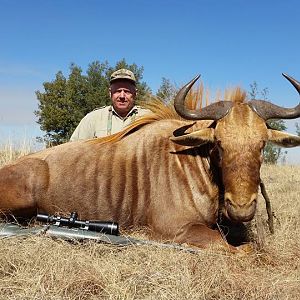 Golden Wildebeest Hunting South Africa