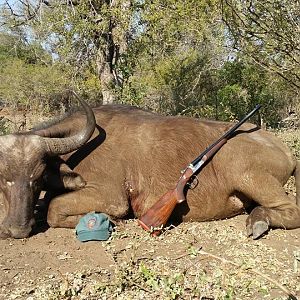 Buffalo Cow Hunting South Africa