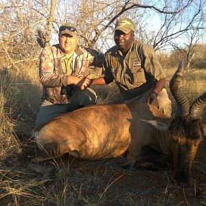 Hunting Red Hartebeest South Africa