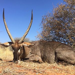 Hunting Waterbuck in South Africa