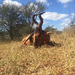 Hunting Red Hartebeest South Africa