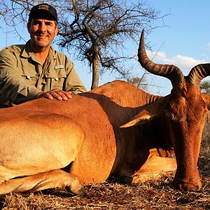 Kongoni Cokes Hartebeest Hunting Tanzania