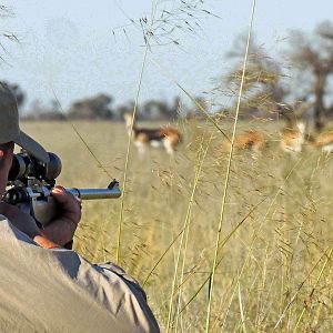 Springbok stalk