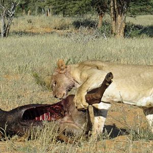 Wildebeest Kill