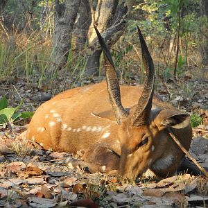 Bushbuck Hunt Oct/Nov 2016