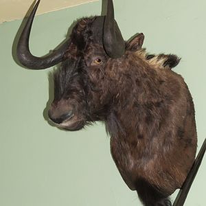 Black Wildebeest