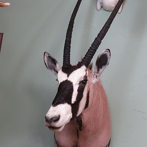 Gemsbok