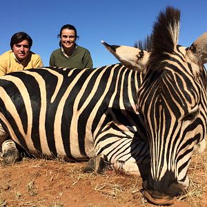 Zebra Hunt South Africa