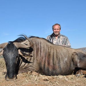 Blue Wildebeest Hunting in South Africa