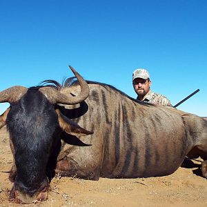 Blue Wildebeest Hunting in South Africa