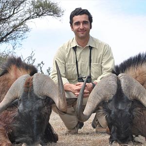 Black Wildebeest Hunting in South Africa