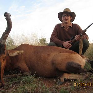 Red Hartebeest Hunt South Africa