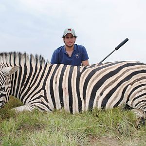 Zebra Hunt South Africa