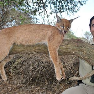 Caracal Hunt South Africa