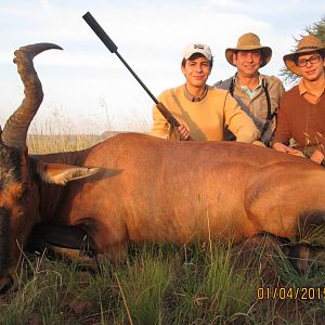 Red Hartebeest Hunt South Africa