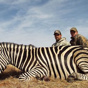 Zebra Hunt South Africa