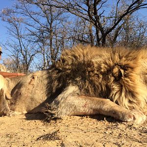 Lion Hunt South Africa