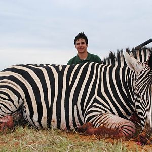 Zebra Hunt South Africa