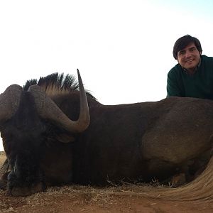 Black Wildebeest Hunting in South Africa