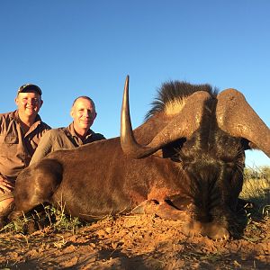 Hunting South Africa Black Wildebeest