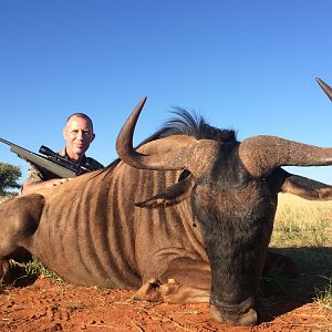 Blue Wildebeest Hunting in South Africa