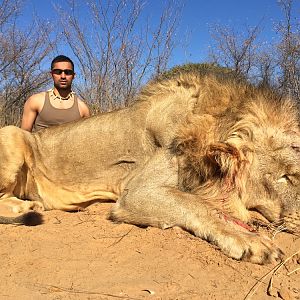 Hunting Lion South Africa