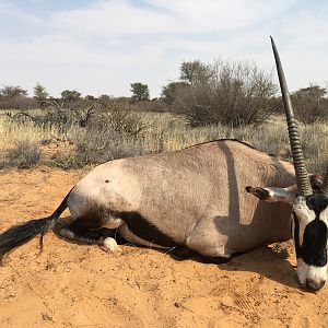 Kalahari Gemsbok Hunt Kalahari Rangers South Africa