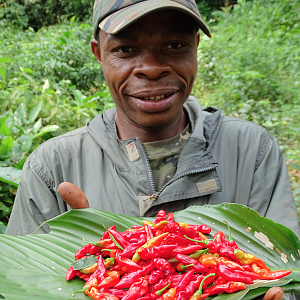 Pygmy in Congo