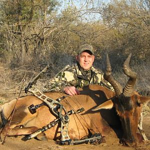 Red Hartebeest Hunting in South Africa